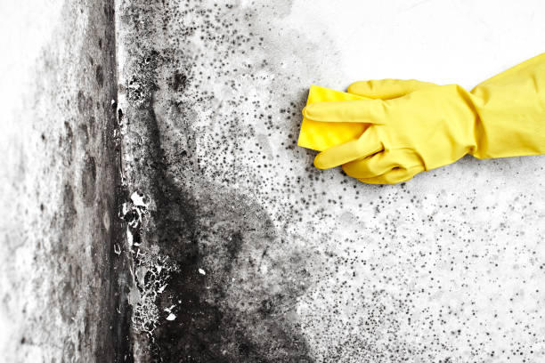 Best HVAC Mold Remediation in Tinton Falls, NJ
