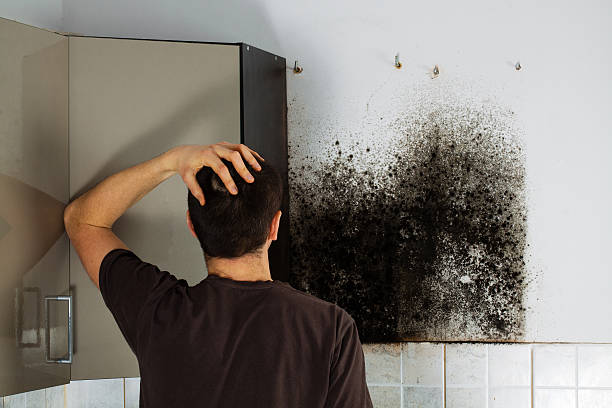Best Basement Mold Remediation in Tinton Falls, NJ